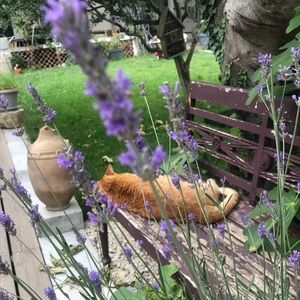 Meet your Posher, Liana